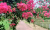 Da Lat Tien Canh Soc Son