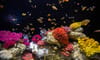 Lotte World Hanoi Aquarium
