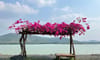 Bằng Lăng Glamping