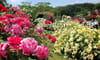 Rose Park