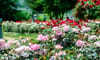 Rose Park