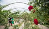 Rose Park
