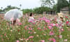 Ha Lung Flower Village