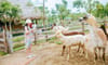 Muong Thanh Green Land Dien Lam