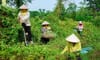 Làng nghề Sinh Dược