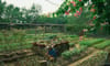 5Ku Farm