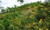 Chu Nam mountain peak