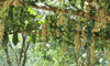 Khu Du Lịch Sinh Thái Vườn Trái Cây Trung An