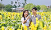 Cánh đồng hoa hướng dương An Phú