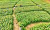 Cánh đồng hoa hướng dương An Phú