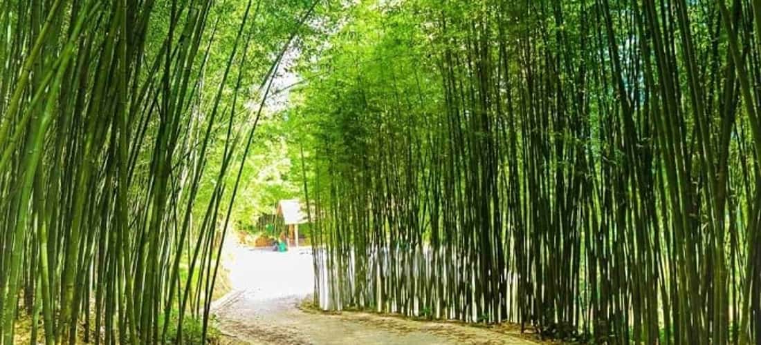 阮平竹林中宁静的绿地。
