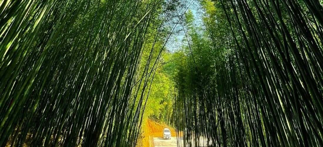 Rừng trúc như bước ra từ các bộ phim kiếm hiệp.