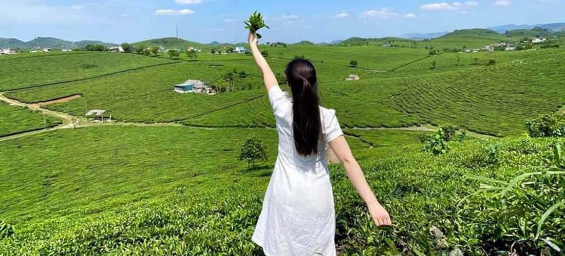 Với tổng diện tích 230ha và độ cao 1650m, đồi chè Cầu Đất trải dài mênh mông, tạo nên một khung cảnh đẹp mắt hệt như một tấm thảm xanh khổng lồ.