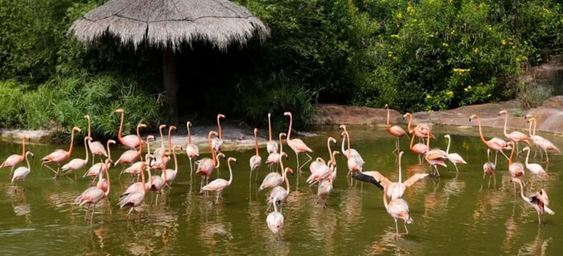 富国岛珍珠游猎公园 (Vinpearl Safari Phu Quoc Park) 被认为是成千上万人的共同家园。