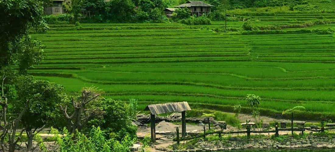Bản Cu Vai cũng có rất nhiều cánh đồng ruộng bậc thang