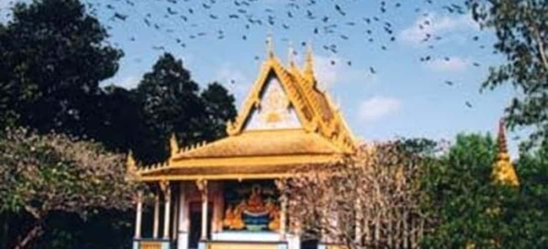 Kỳ lạ chuyện heo " báo oán thành tinh " ở chùa Dơi