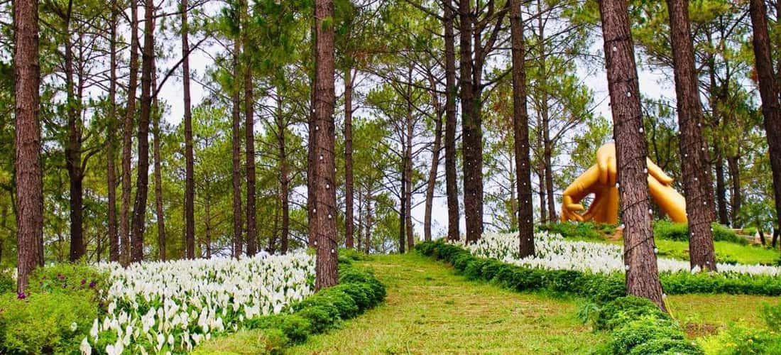 반앙(Ban Ang)의 소나무 숲은 야생적이며 푸른 아름다움을 지니고 있습니다.