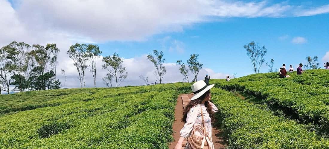 Không gian yên bình và nên thơ tại đồi chè Cầu Đất Đà Lạt chắc chắn sẽ làm bạn xiêu lòng ngay từ lần đầu ghé thăm.