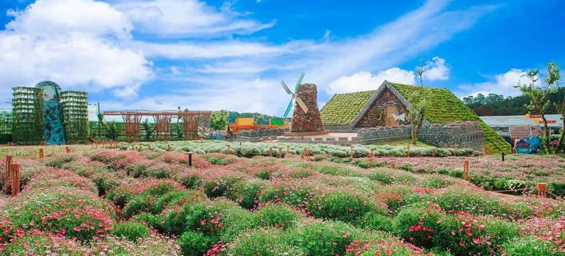 Rất nhiều hình ảnh tuyệt đẹp đã được lưu giữ tại cánh đồng hoa của Fresh Garden