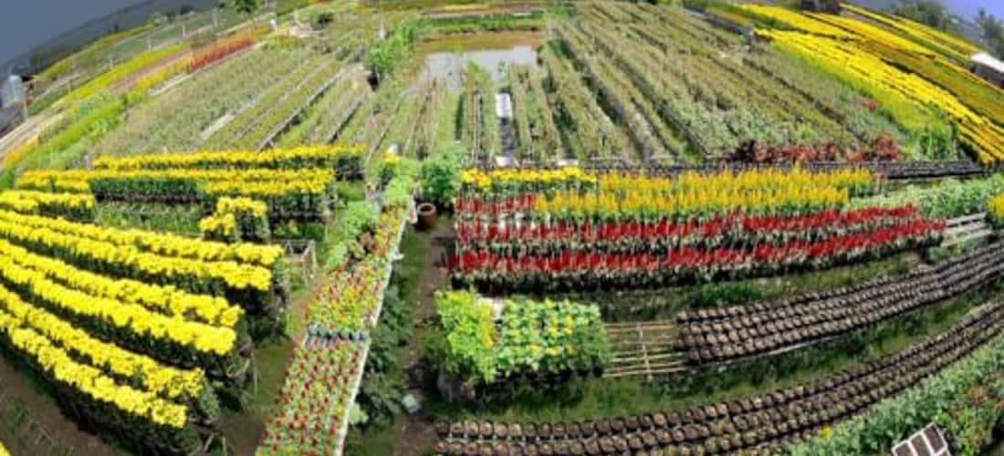 Cảnh đẹp làng hoa Kiểng Sa Đéc