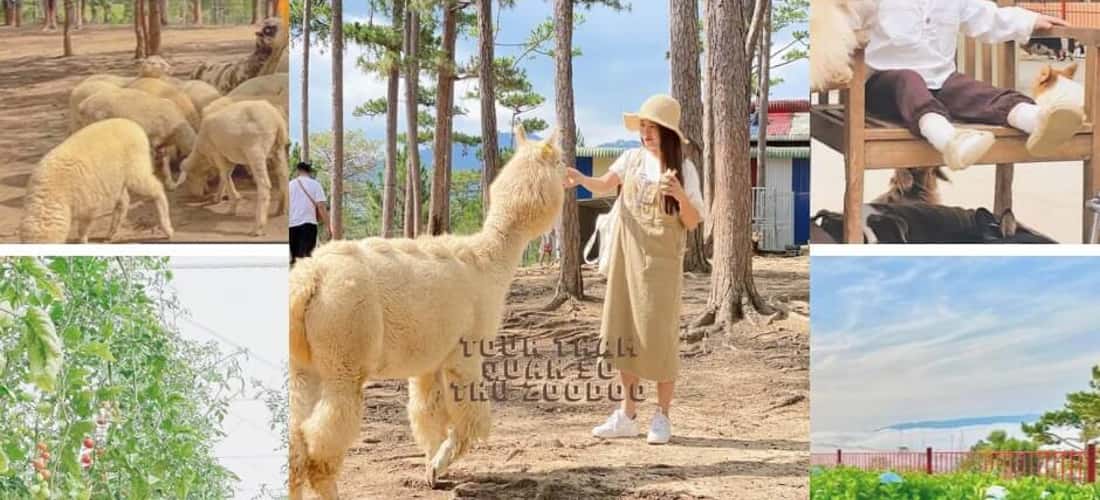 ZooDoo Dalat 成立于 2015 年,已成为动物爱好者的理想目的地。