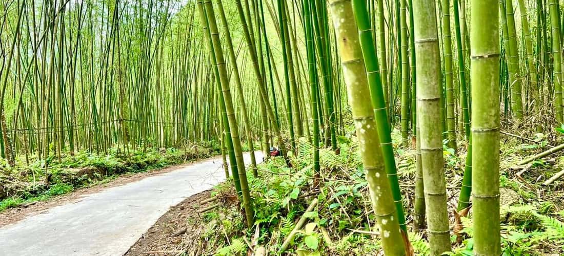 Du khách được chiêm ngưỡng khung cảnh xanh ngát của những khóm trúc cao lớn.