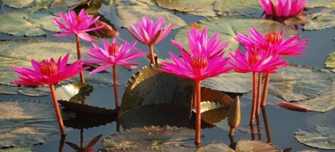Vẻ đẹp hoa súng tại vườn sinh thái Hoa Súng