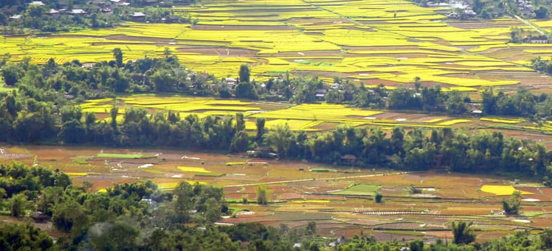 Cánh đồng Mường Lò cánh đồng lúa lớn thứ hai Tây Bắc