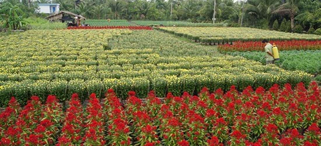 Mê mẩn trước vẻ đẹp của làng hoa Mê Linh
