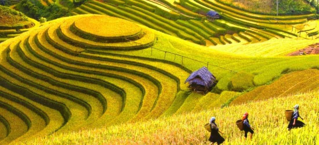 Bản Lìm Mông mùa lúa chín