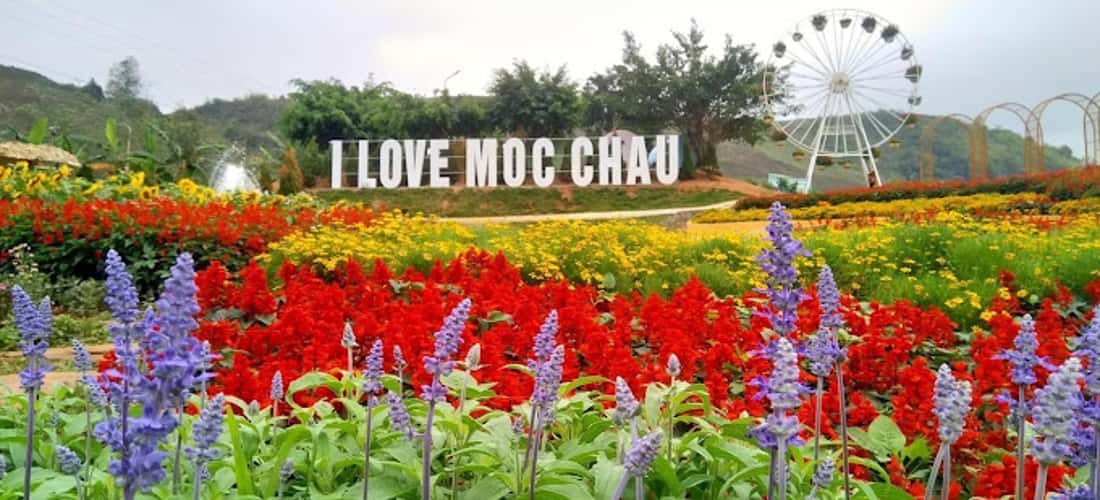 Địa điểm check in của nhiều du khách khi du lịch Mộc Châu