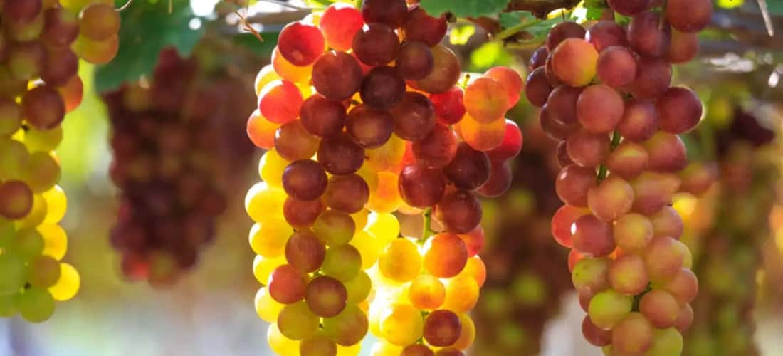 Tham quan vườn nho đẹp tựa khu vườn cổ tích
