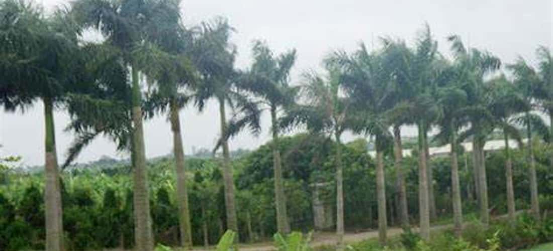 Du lịch làng vườn Bách Thuận