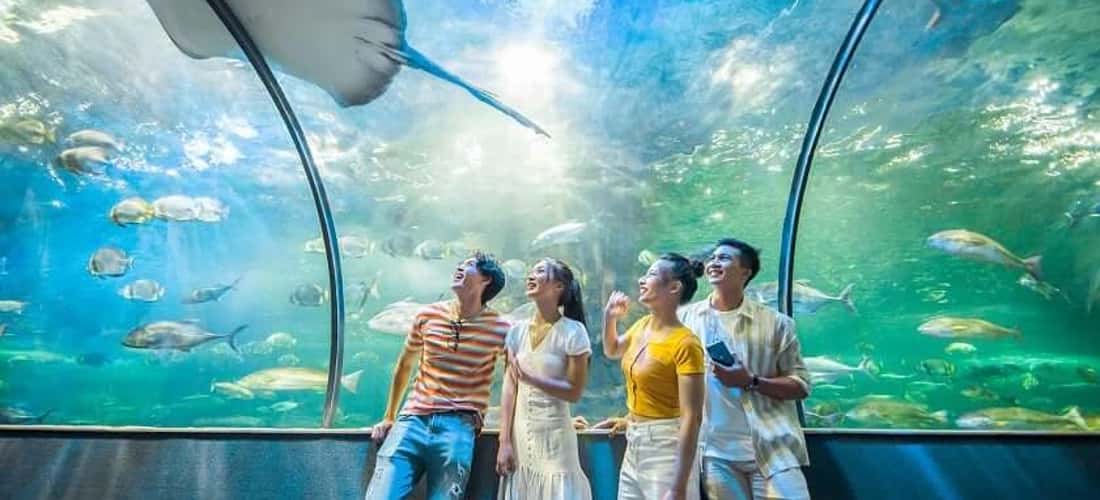 Khám phá đại dương thu nhỏ tại thủy cung Vinpearl