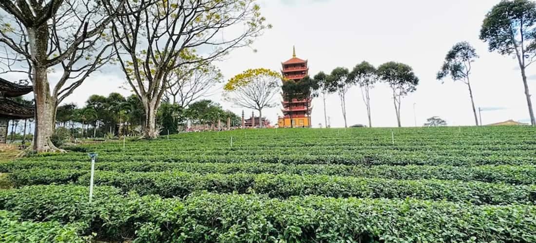 寺庙旁边的凉爽绿茶山。