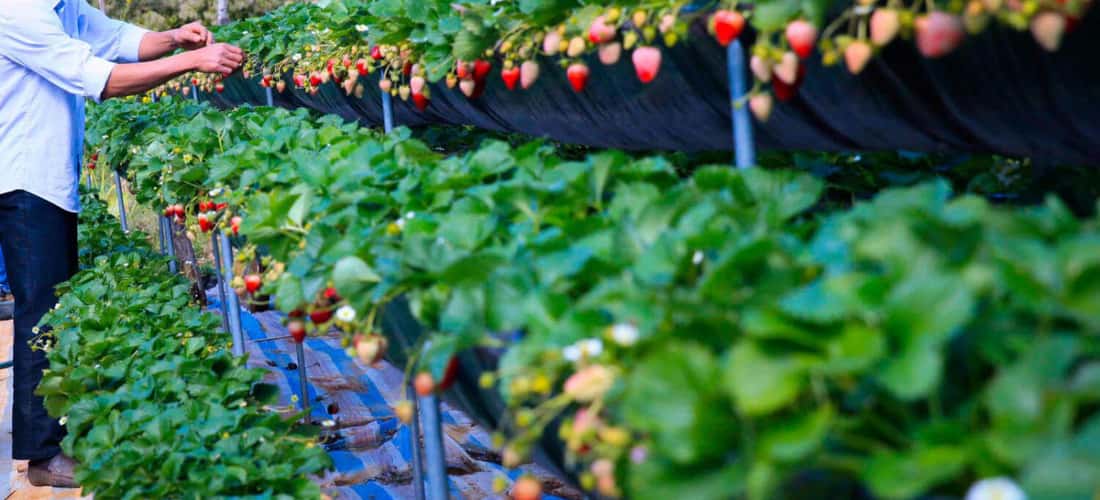 Vườn dâu tây Chimi Farm còn nổi tiếng bởi sở hữu công nghệ tiên tiến, hiện đại nhất Tây Bắc