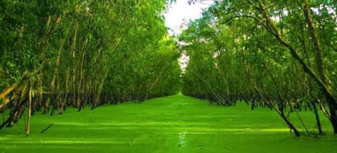 Vẻ đẹp rừng Tràm Trà Sư