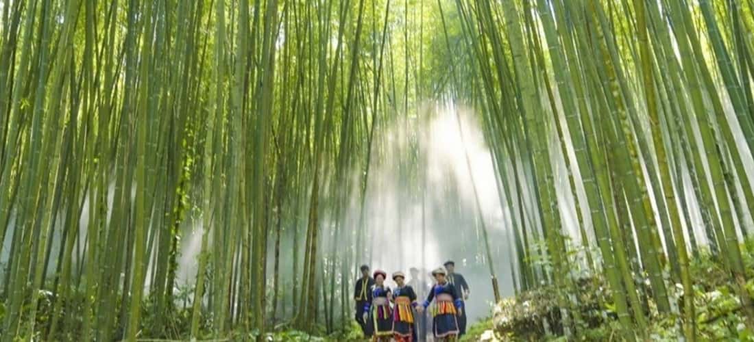 Rừng trúc Pù Lầu là một phong cảnh tuyệt sắc không thể bỏ lỡ nếu như bạn có dịp đến thăm Bắc Kạn