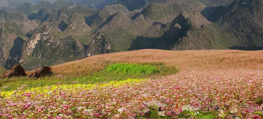 秋季游览河江金山山，欣赏荞麦花之美