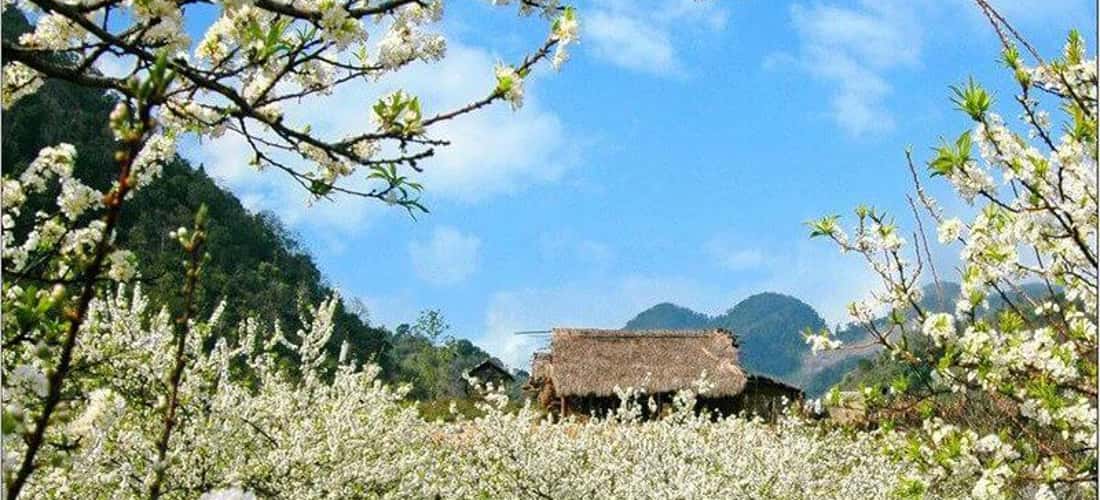 新年第一天，Ban Lac Mai Chau 鲜花盛开
