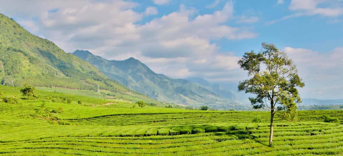 Vẻ đẹp của đồi chè Tân Uyên