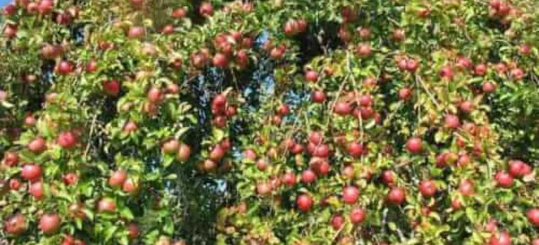 Cù Lao Tân Quy bức tranh miệt vườn tô điểm màu sắc cho Trà Vinh