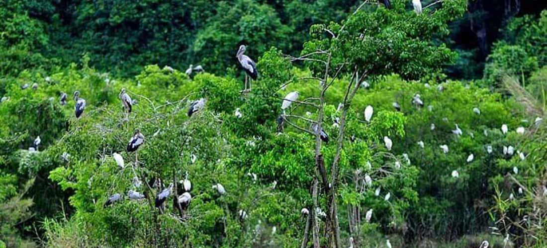 Cách thành phố Cần Thơ chừng 60 km Vườn cò Bằng Lăng thuộc ấp Thới Bình, xã Thới Thuận, huyện Thốt Nốt, thành phố Cần Thơ.