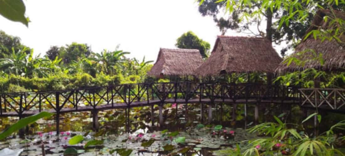 Nét đẹp đơn sơ của vườn sinh thái Hoa Súng