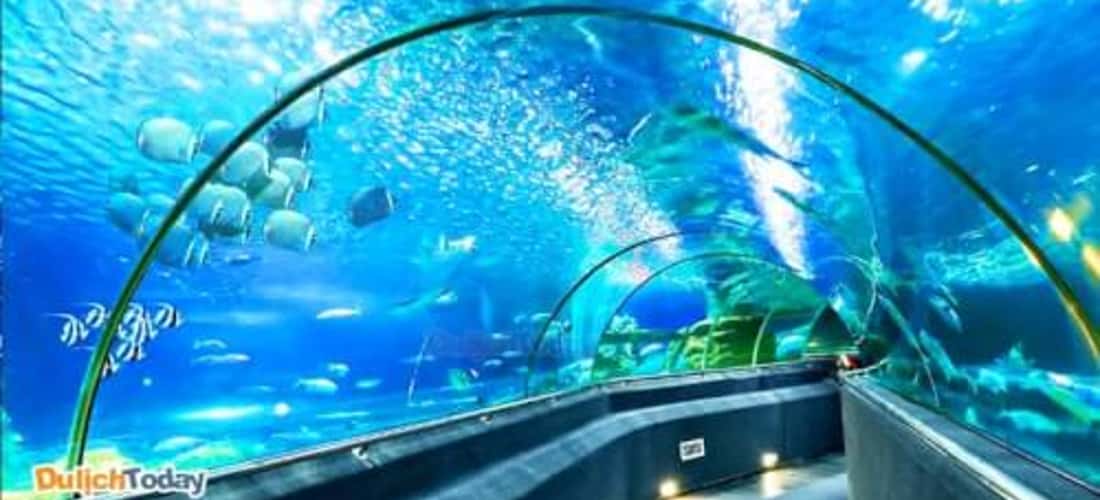 Viện Hải dương học Nha Trang - Lý do hấp dẫn du khách