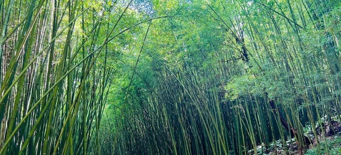 阮平竹林郁郁葱葱。