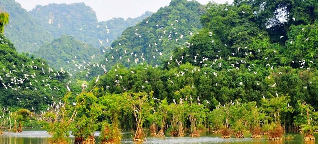 Khám phá vườn chim Thung Nham
