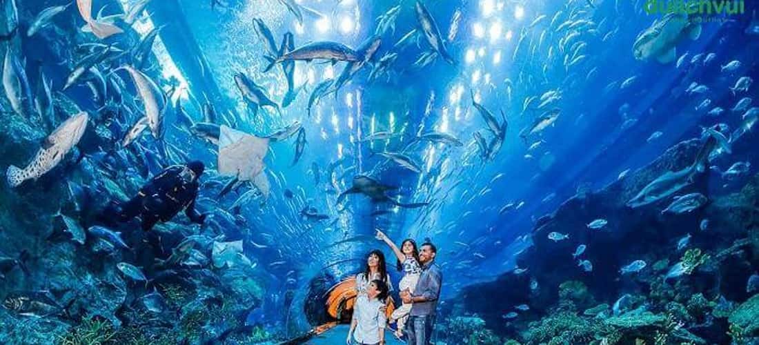 走进海洋世界奇妙的海洋世界,游客仿佛行走在深海中,自由自在地亲眼目睹近3万种海洋生物。