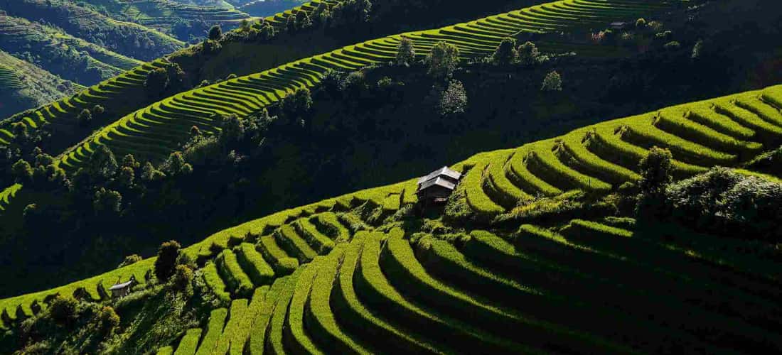 Xím Vàng cũng có những ruộng mâm xôi gần giống như ở Mù Cang Chải.