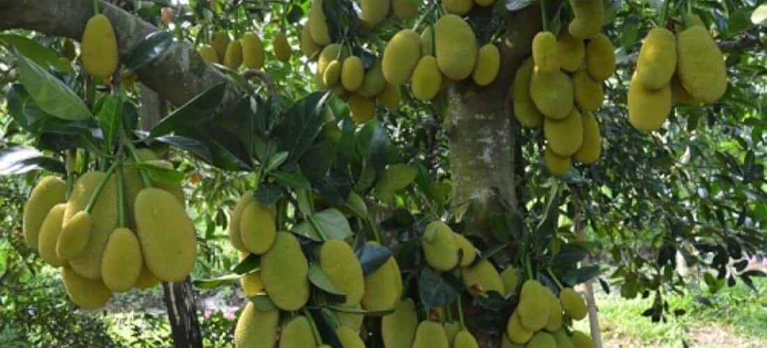 Vườn trái cây 9 Hồng - vương quốc trái cây tại Cần Thơ